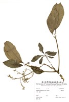 藏品(鵝掌柴)的圖片